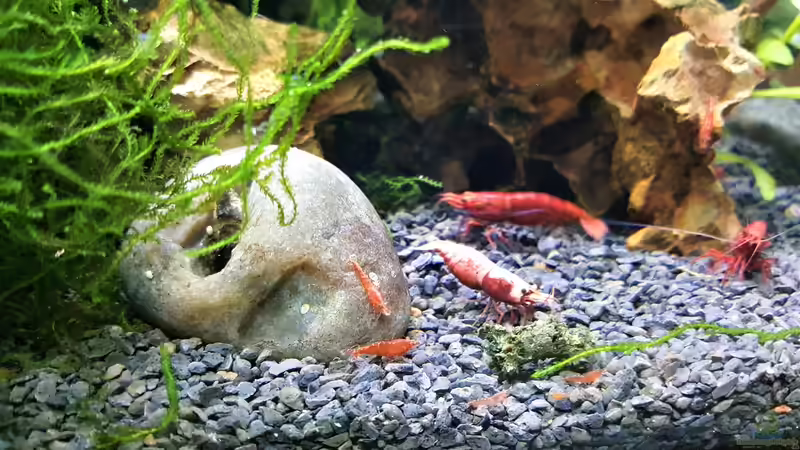 Garnelen Nachwuchs   von odin 68 (6)