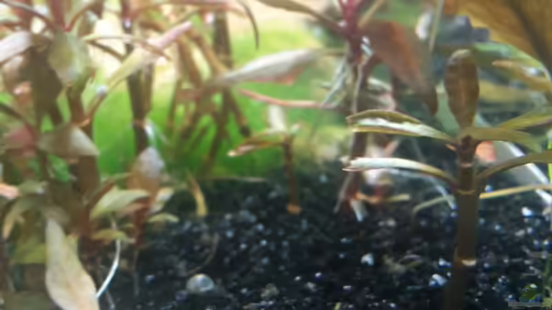 Garnelen Nachwuchs von Schallex (20)