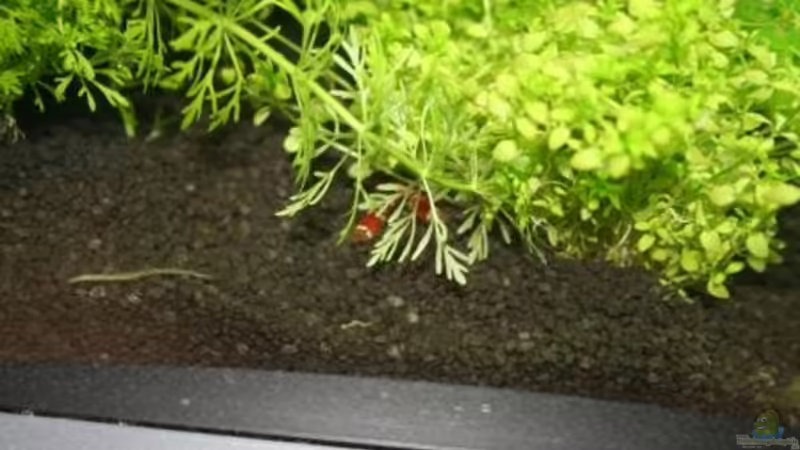 Garnelen noch etwas scheu von Malawi (12)