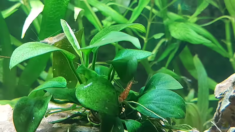 Garnelen rot und natur von Alex Rieger (30)