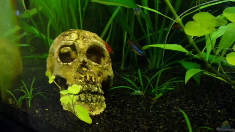 ´Garnelen´ Schädel  von CommanderKeen (8)