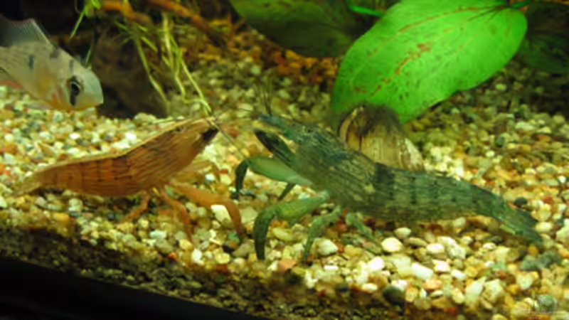 Garnelen und neugieriger Microgeophagus altispinosus von TB (10)