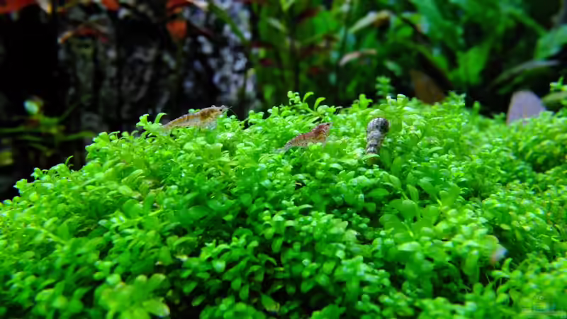 Garnelen und Turmdeckelschnecke von avronaut (14)