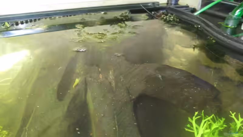 Garnelen von Christian Grunwald (38)