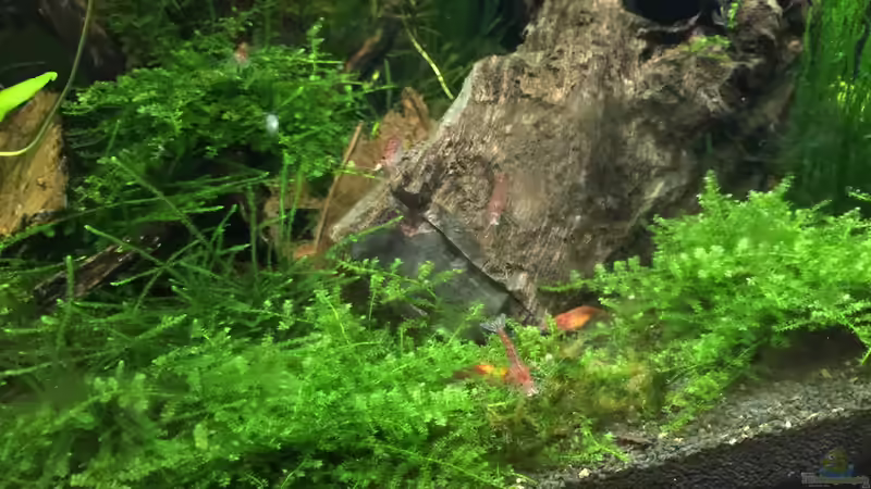 Garnelen von Clemens (5)