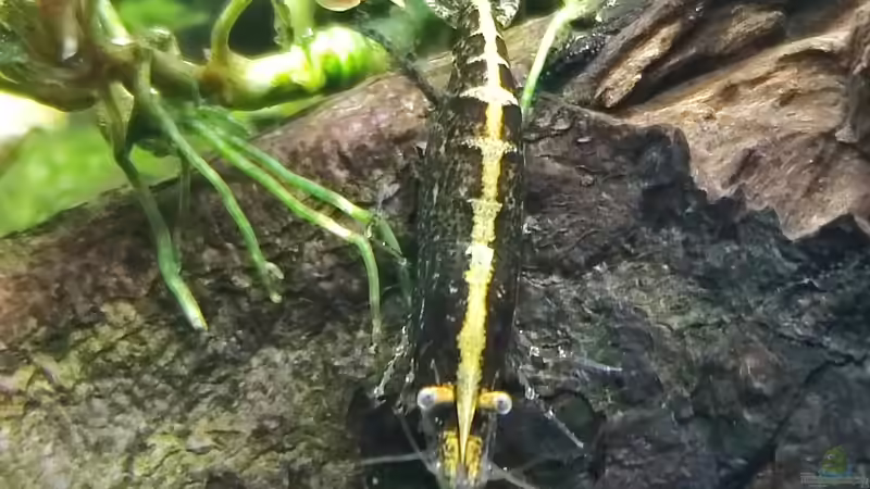 Garnelen von Dany (7)