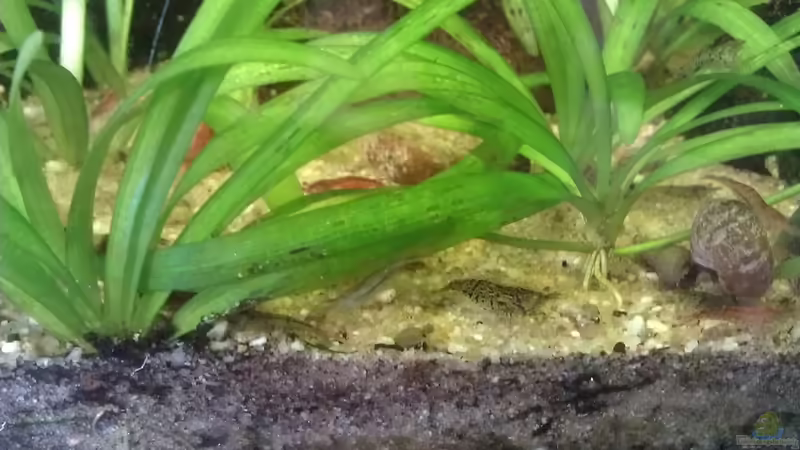 Garnelen von derflo (17)