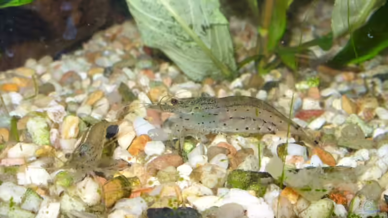 Garnelen von Elmar Langer (12)