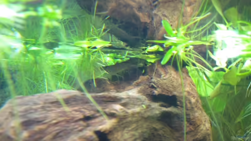 Garnelen von Fischfrau (20)