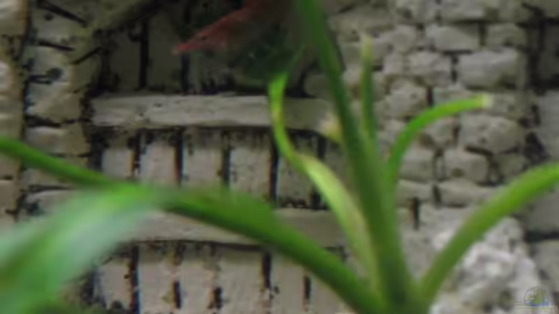 Garnelen von Gaspode (27)