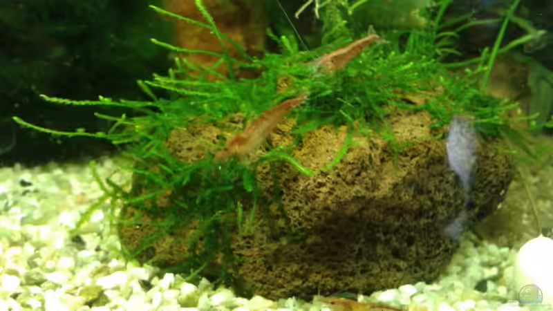 Garnelen von Jessi & Daniel (26)