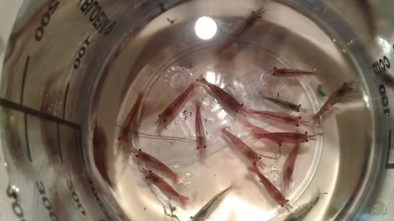 Garnelen von Jessi & Daniel (27)