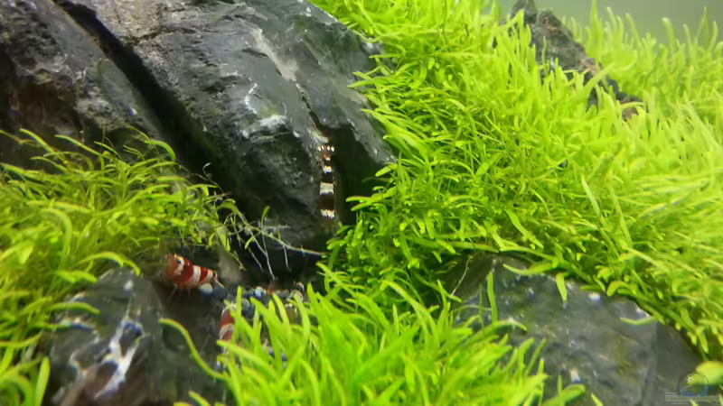 Garnelen von Marcel Reiter (17)