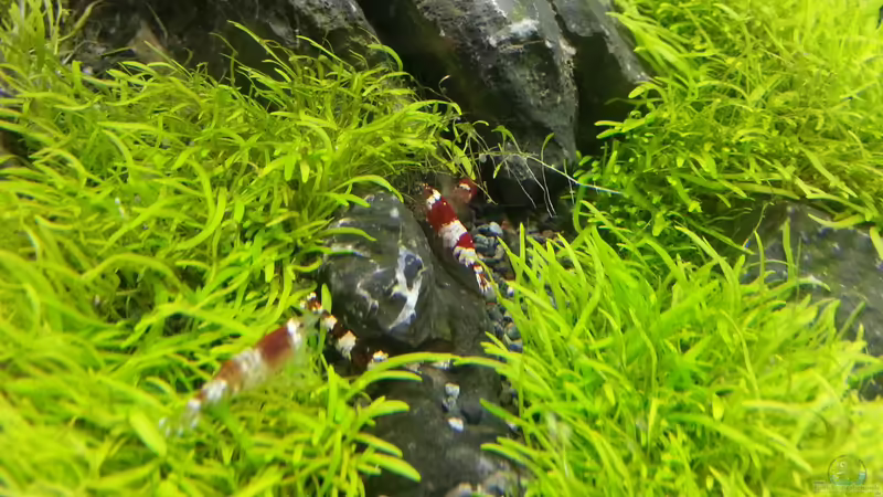 Garnelen von Marcel Reiter (18)