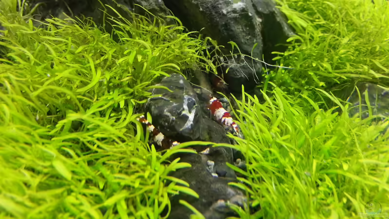 Garnelen von Marcel Reiter (19)