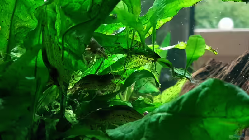 Garnelen von Sunnyboy_72 (22)