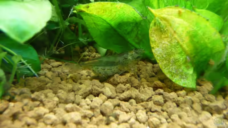 Garnelen Weibchen von Ferbi (39)