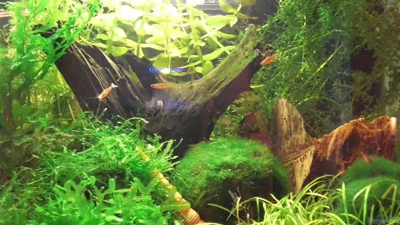 Garnelenaquarium 21.06.2009 von Malawi TOM (9)