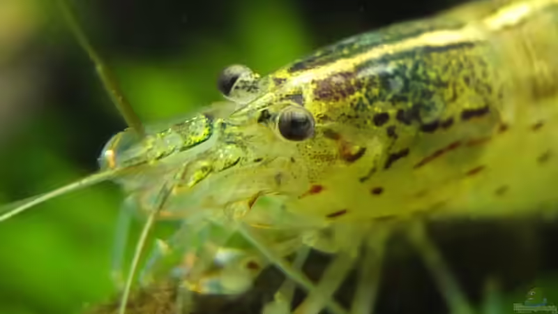 Garnelenaugen von axolotl (63)