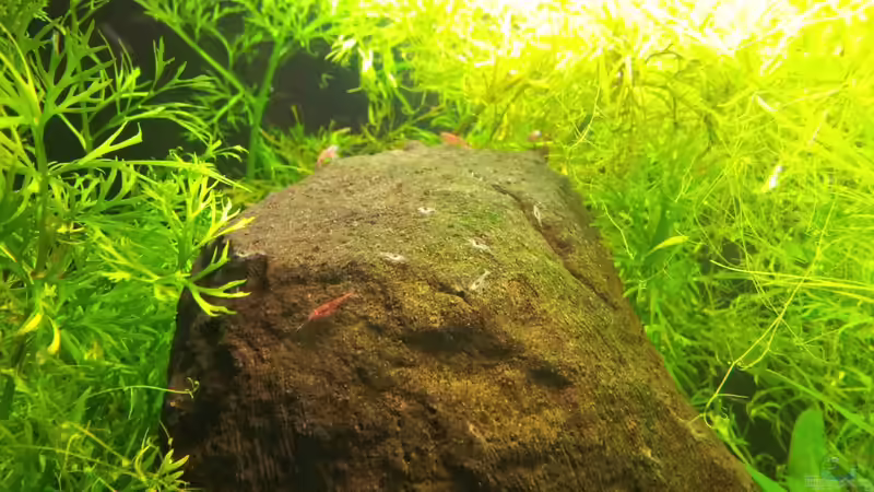 Garnelenbabys von Mac W (14)