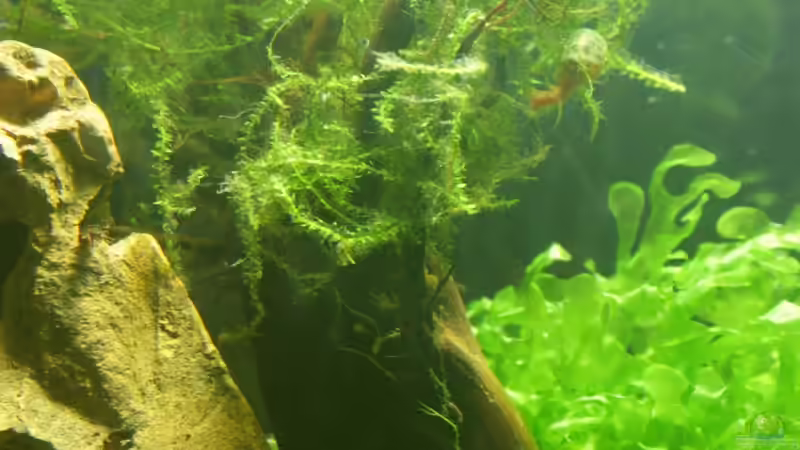 Garnelenbäumchen (Morkienwurzel) mit Javamoos von SouthAmerica (45)