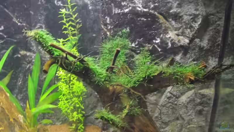 Garnelenbaum mit Javamoos von Dr. Manhattan (20)