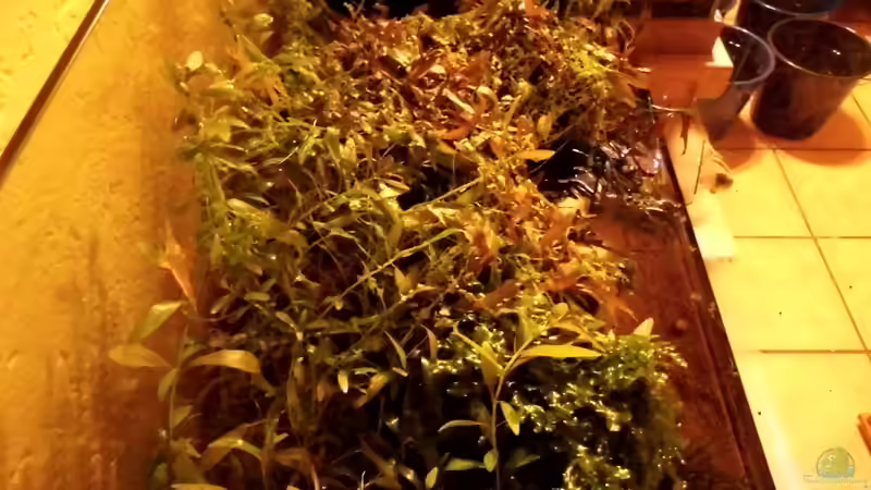 Garnelenbecken - ist nun Verkauft von snooze (5)