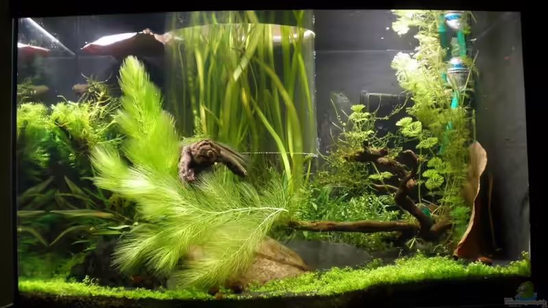 Garnelenbecken mit Säule -  Frontscheibe von Keini (2)