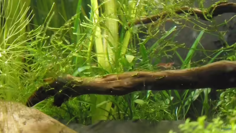 Garnelenbecken mit Säule - Ansicht von vorne unten, im Hintergrund die offene Säule von Keini (3)