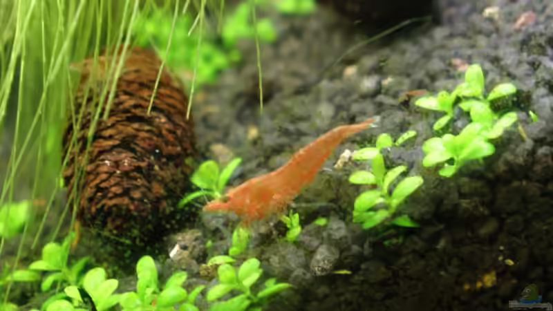 Garnelenbecken mit Säule - Neocaridina heteropoda var. Red von Keini (5)