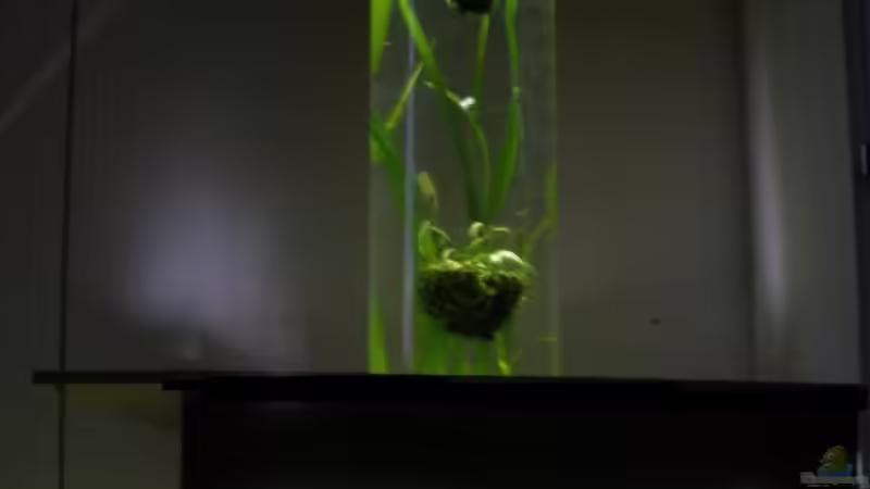 Garnelenbecken mit Säule von Keini (1)