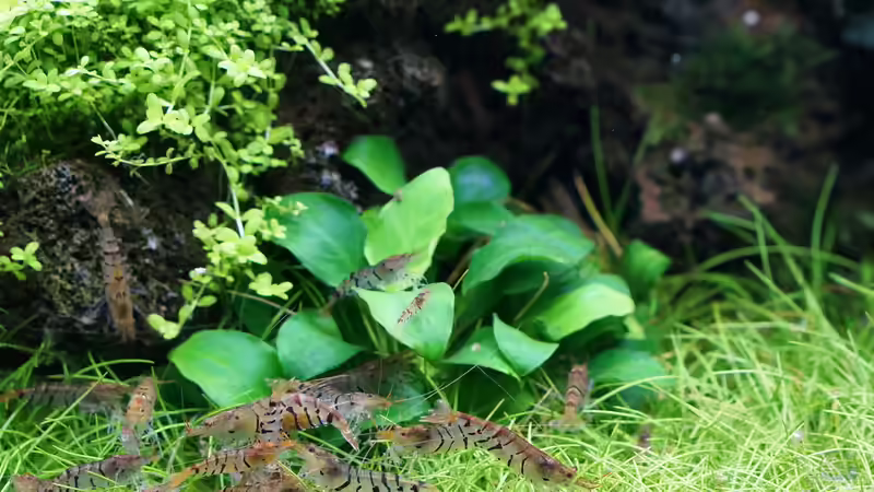 Garnelenfütterung von Micha... (45)