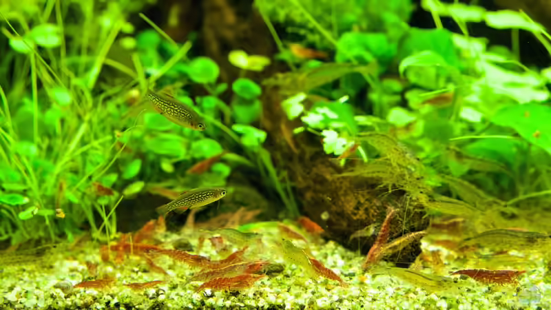 Garnelenfütterung von Micha... (49)