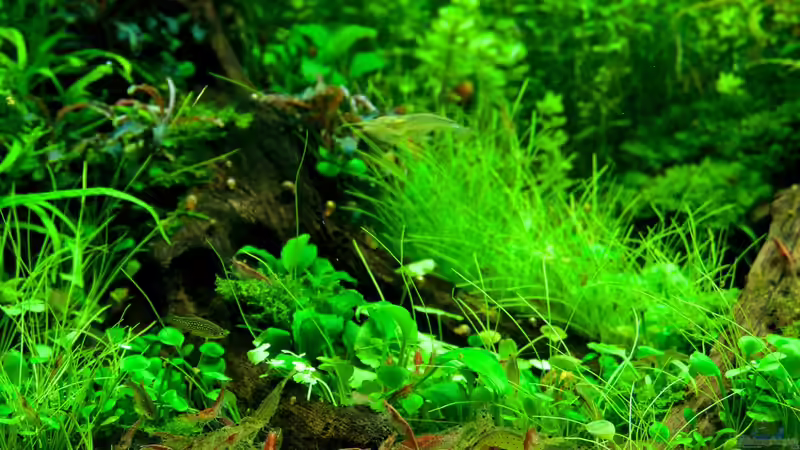 Garnelenfütterung von Micha... (50)