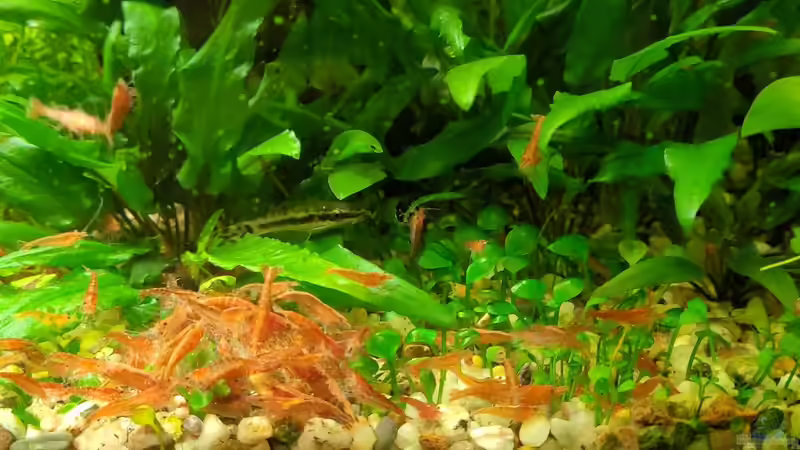 Garnelenhaufen bei Fütterung  von KleinerFisch (19)