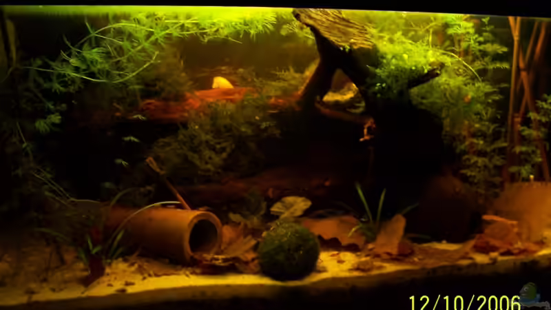 Garnelenhausen... von Alexander Schild (1)