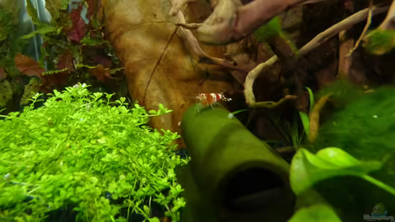 Garnelenhöhle von Josef Braun (25)