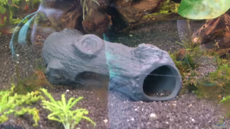 Garnelenhöhle von Wall-E (24)