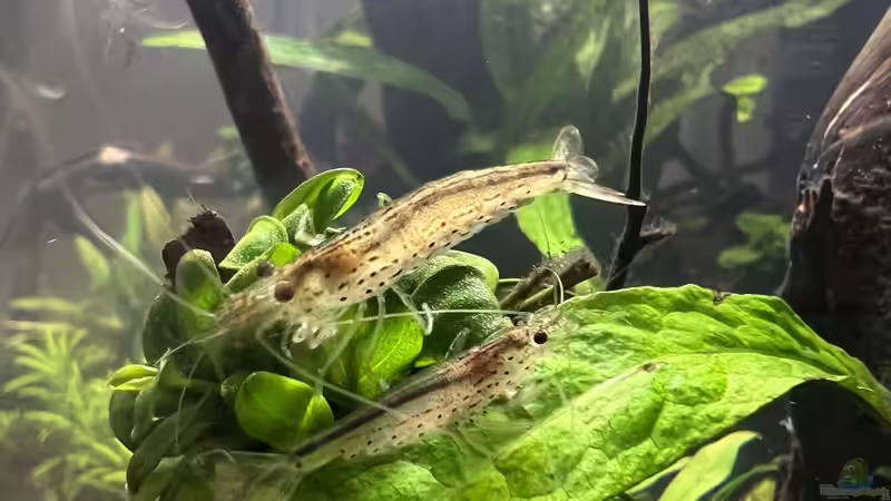 Garnelenkrankheiten - Ursachen, Symptome, Behandlung und Vorbeugung im Aquarium