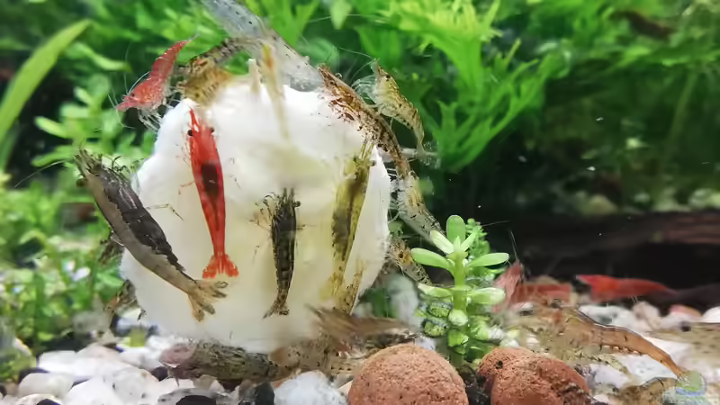 Garnelenkrankheiten - Ursachen, Symptome, Behandlung und Vorbeugung im Aquarium