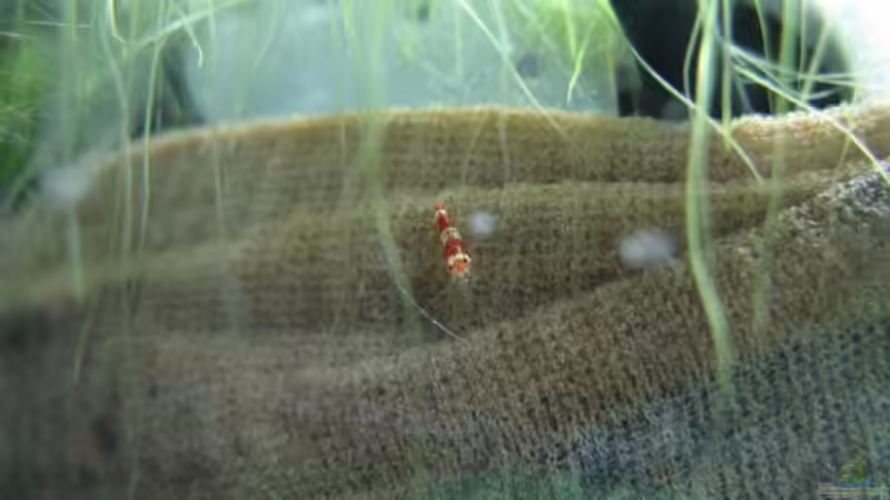 Garnelennachwuchs von Marlone (13)