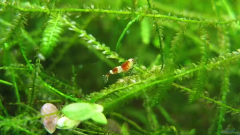 Garnelennachwuchs von Marlone (14)