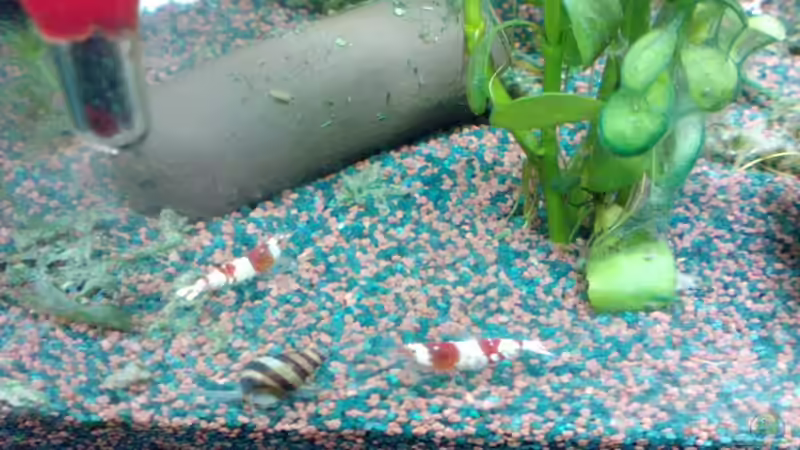 Garnelenröhre + Anentome helena + K8 von manala (11)