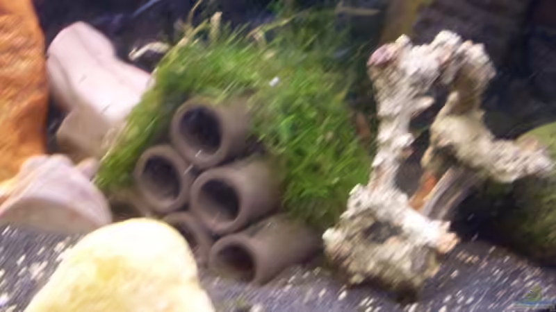 Garnelenröhre von lichterschein (8)