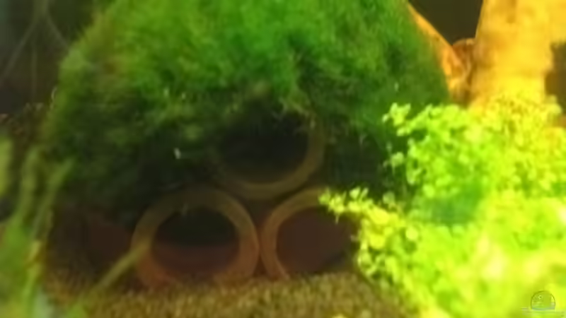 Garnelenröhren mit Mooskugel von sandybunny (8)