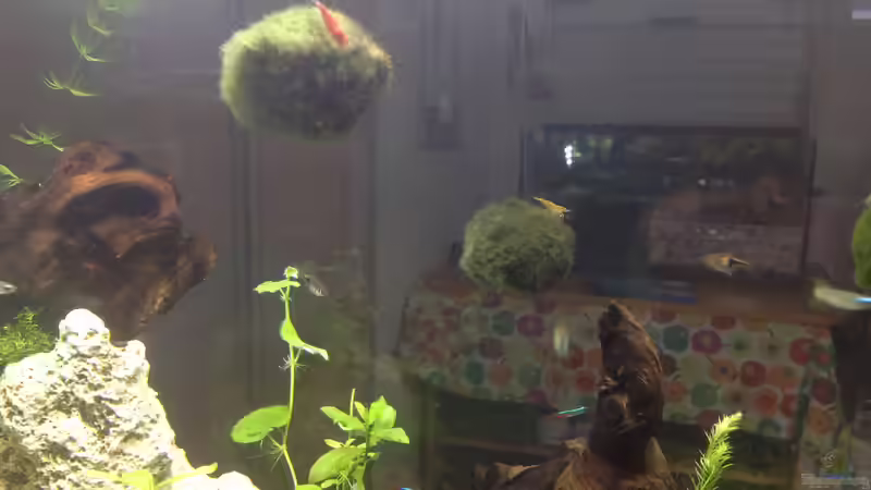 Garnelenschaukel von Ditti (6)