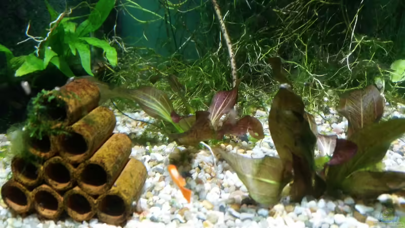 Garnelenspielerei von Gigi (6)