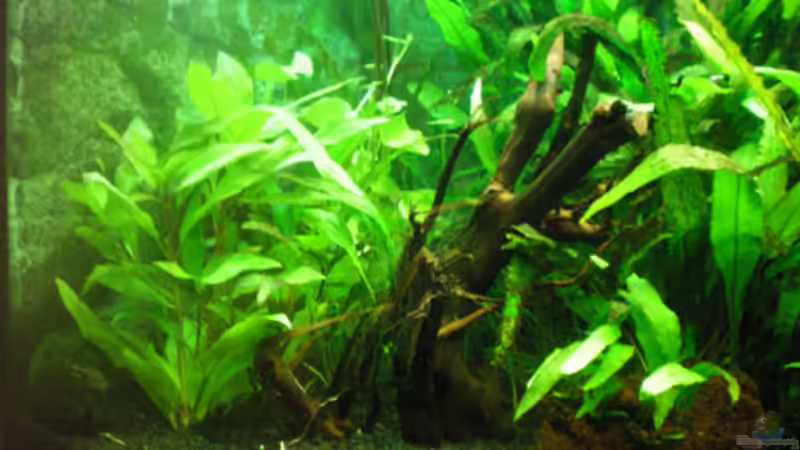 Garnelenstämmchen von Thomas Ahrens (11)