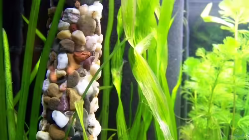 Garnelenstamm von Hamstermaus (6)