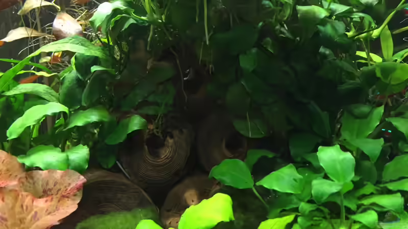 Garnelenwohnung von Yasmine (24)